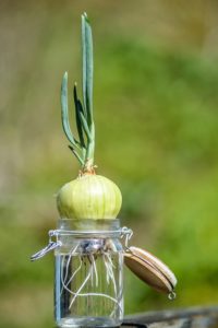 Onion growing in water